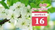 白沙每日工作动态（2019年4月16日）