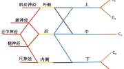 桡神经卡压的解剖学分析与查体及治疗定点