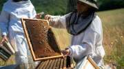 娇兰庆祝全球 WOMEN FOR BEES 项目 喜迎国际妇女节