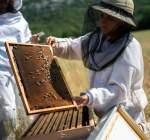 娇兰庆祝全球 WOMEN FOR BEES 项目 喜迎国际妇女节