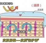  皮肤屏障损伤怎么修复