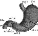 胃病应该注意什么 胃病患者日常饮食宜忌