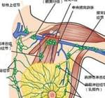 人体的淋巴结是怎么形成的 淋巴结需要注意些什么