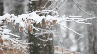 今年第一场雪要下啦！骗人是企鹅！