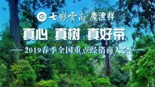 真心真树真好茶 | 2019七彩云南全国重点经销商大会圆满收官