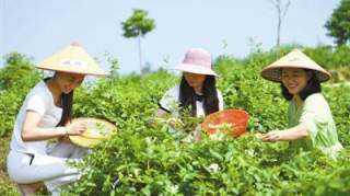 种植中药材：选择适宜种植区域 建立无公害生产体系