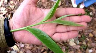 【刀哥说茶】破除普洱茶的各种迷雾，关键在一个“度”