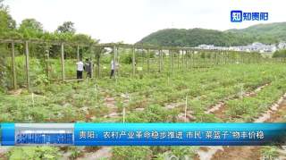 贵阳蔬菜产业高质量发展市民“菜篮子”物丰价稳