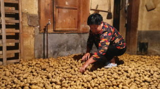 小土豆实现线上单日销量破万斤，岚皋的农民笑了