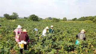 巢湖市夏阁镇：多色秋葵搭起脱贫彩虹桥