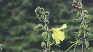 农村一种不起眼的小黄花，还是“烫伤药”，浸菜油即可外用