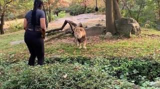 纽约动物园惊魂：女游客闯入狮山，在狮子面前手舞足蹈，居然生还