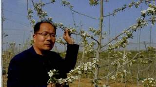 梨树纺锤形幼树全年整形修剪关键技术