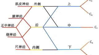 桡神经卡压的解剖学分析与查体及治疗定点