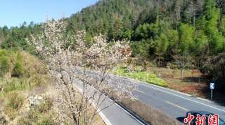 杭州千岛湖花开正盛春渐浓