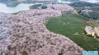 贵安樱花“谢幕”，明年我们再赴粉白之约