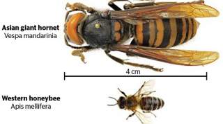 巨型杀人蜂入侵美国，在亚洲每年致死逾50人，能毁灭普通蜂群