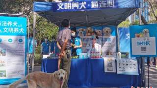 深圳10月起犬只未植入芯片将被视为无证养犬