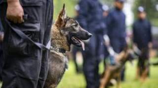 我国首只警用工作克隆犬“昆勋”入警