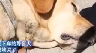 还记得那只被骂哭的导盲犬吗？更痛心的是，犬主人说几乎每天被赶