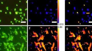 科学家从海床中发现一亿年历史微生物 可能是地球已知最古老生物