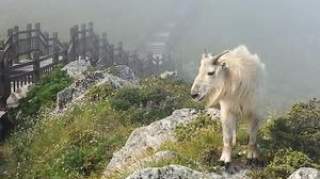 两头羚牛散步太白山景区