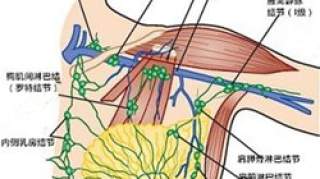 人体的淋巴结是怎么形成的 淋巴结需要注意些什么