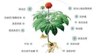 赶黄草的功效与作用，活血散瘀！