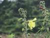 农村一种不起眼的小黄花，还是“烫伤药”，浸菜油即可外用