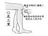 神奇的足三里————可调理五脏六腑的神奇穴位
