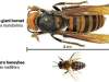 巨型杀人蜂入侵美国，在亚洲每年致死逾50人，能毁灭普通蜂群