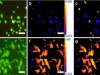 科学家从海床中发现一亿年历史微生物 可能是地球已知最古老生物