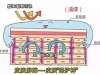  皮肤屏障损伤怎么修复