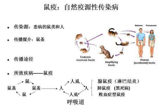 鼠疫爆发到底有多惨烈？危害程度堪比核武器