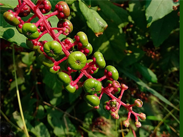 农村这个植物，嫩芽农民喜欢吃，也是珍贵野菜