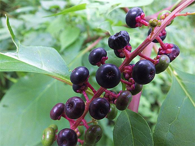 农村这个植物，嫩芽农民喜欢吃，也是珍贵野菜