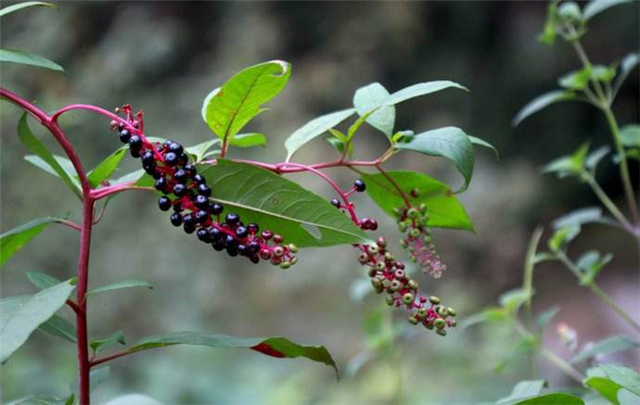 农村这个植物，嫩芽农民喜欢吃，也是珍贵野菜