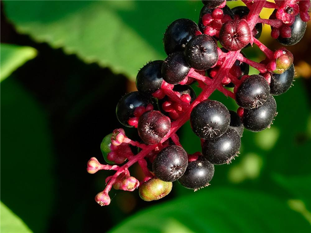 农村这个植物，嫩芽农民喜欢吃，也是珍贵野菜