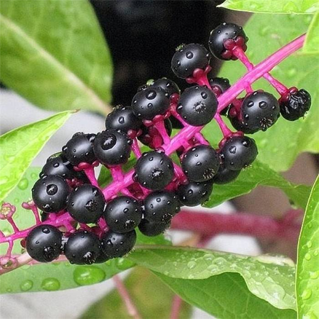 农村这个植物，嫩芽农民喜欢吃，也是珍贵野菜