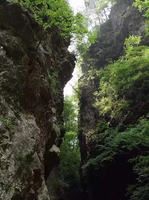 “中国最美森林”抖音爆红的灵空山