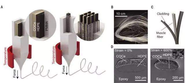 人造肌肉？量产在即！MIT研发出“人造肌肉纤维”
