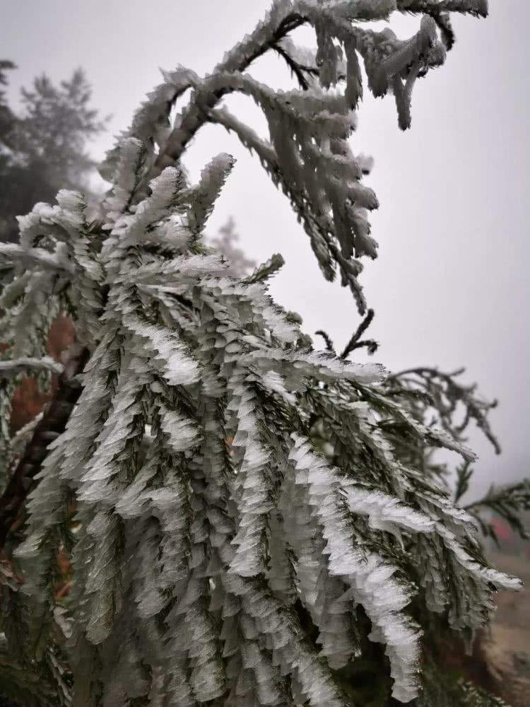 太美了！羊狮慕迎今冬首场雾凇