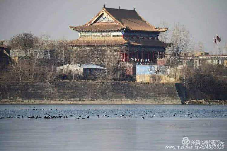 初冬，鹤壁淇河如此美丽，水鸭、天鹅、白鹭……