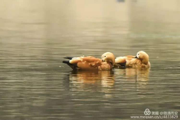 初冬，鹤壁淇河如此美丽，水鸭、天鹅、白鹭……