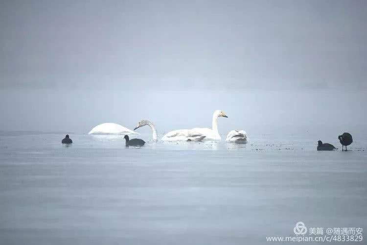 初冬，鹤壁淇河如此美丽，水鸭、天鹅、白鹭……