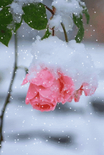 今日大雪，祝福送上！