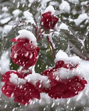 今日大雪，祝福送上！