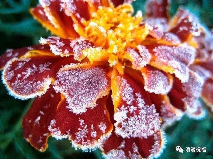 今日大雪，祝福送上！