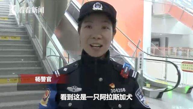 阿拉斯加“大闹”客运站，民警收留把它当“警犬”养...