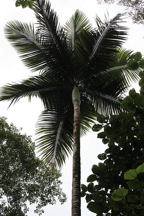 【澳大利亚】热带雨林中库兰达小镇的昆虫情结